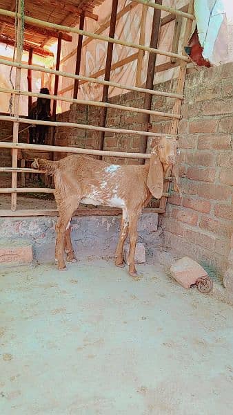 goats 3 month makkhi chini email available 2