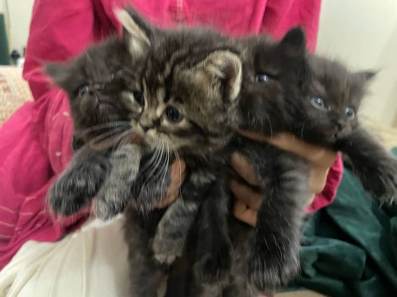High quality grey kittens available for sale… 4
