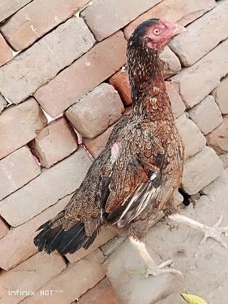 asel chicks far sal home barid Bhat acha chicken ha03167904264 1