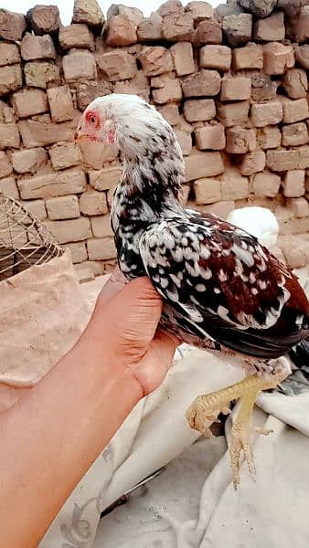asel chicks far sal home barid Bhat acha chicken ha03167904264 4