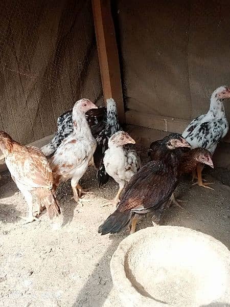 asel chicks far sal home barid Bhat acha chicken ha03167904264 5