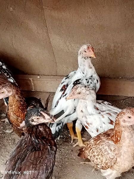 asel chicks far sal home barid Bhat acha chicken ha03167904264 6