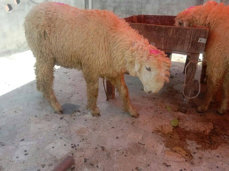 Goat Bakar Sheep. Mundra. 0.3. 2.4. 4.5. 6.0. 1.7. 0 3