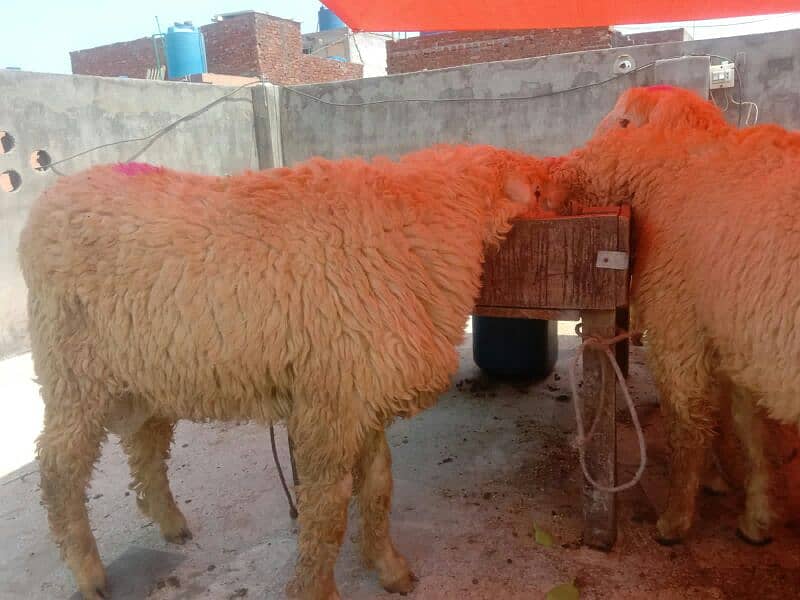 Goat Bakar Sheep. Mundra. 0.3. 2.4. 4.5. 6.0. 1.7. 0 4