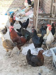 Hens & cock for sale