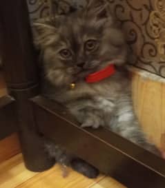 Grey Persian kitten for sale