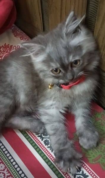 Grey Persian kitten for sale 3