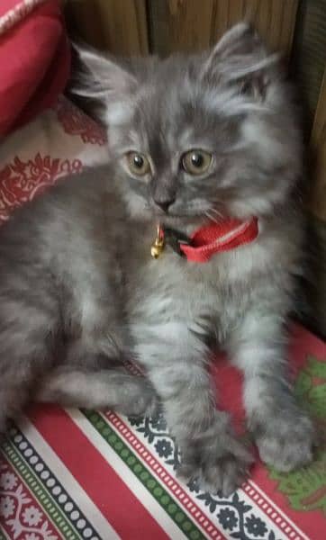 Grey Persian kitten for sale 4