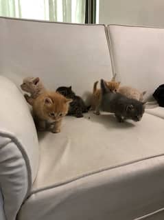 double coat kittens