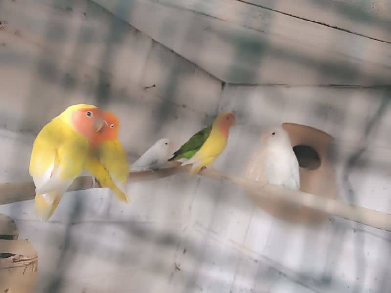 love bird 1green 1white and 1yellow pair with yellow ring lovebird 3