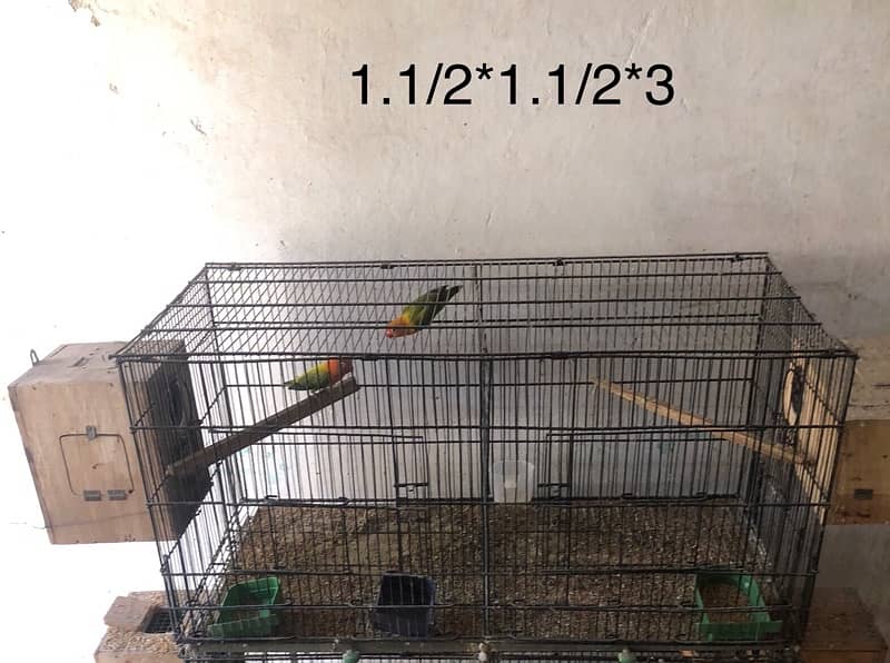 parrot  cage 2