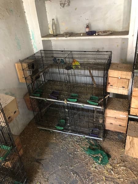 parrot  cage 5