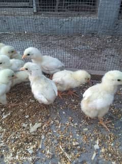 quality heera chicks for sale 0