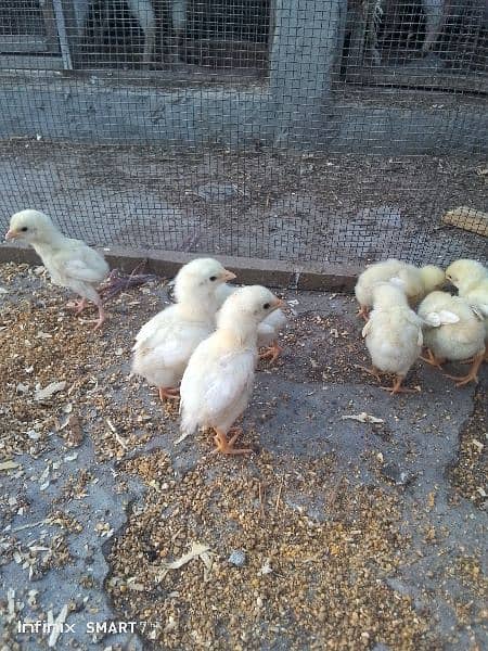 quality heera chicks for sale 1