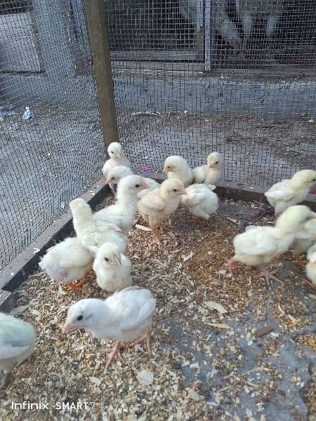quality heera chicks for sale 2
