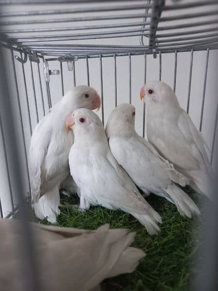 Setup for sale Albino,creamino,pestaleno,decino,pale fellows 0