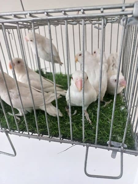 Setup for sale Albino,creamino,pestaleno,decino,pale fellows 1