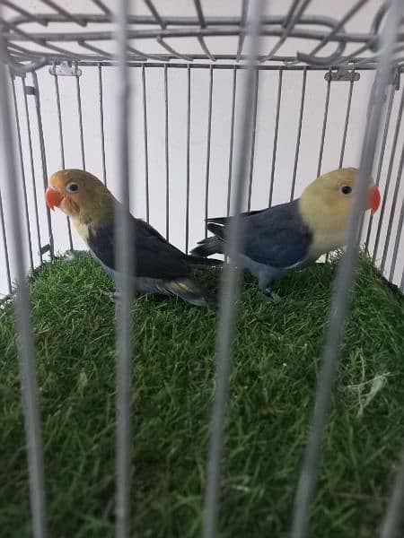 ,Albino,creamino,pestaleno,decino voilet parblue 14