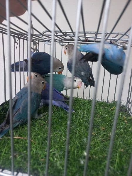 ,Albino,creamino,pestaleno,decino voilet parblue 15