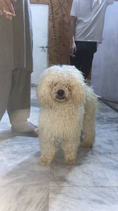 Poddle male | Pedigree dogs | pups for sale