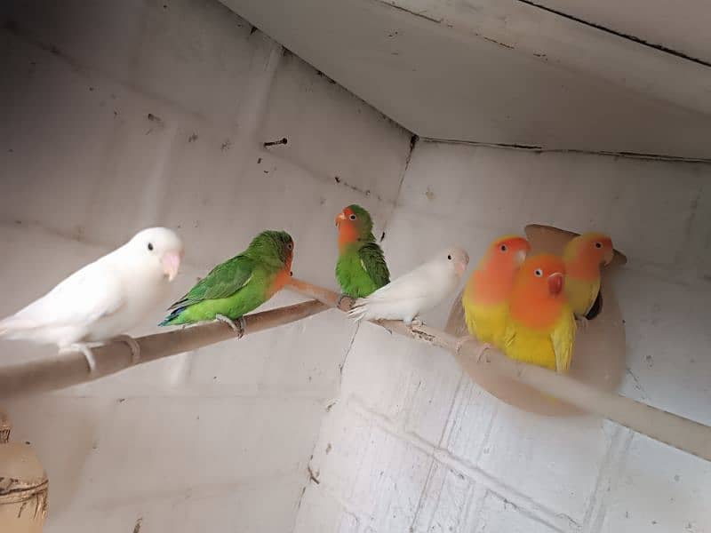 love bird 1green 1white and 1yellow pair with yellow ring lovebird 6