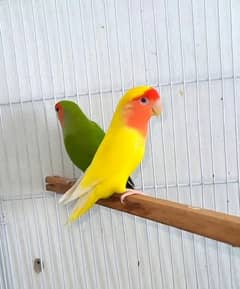 love bird Breeder Pair 0