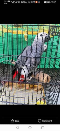 African Grey Parrot hand tamed Parrot Cango African Grey Parrot chicks