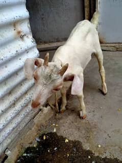 beautiful 11 number male goat for sale