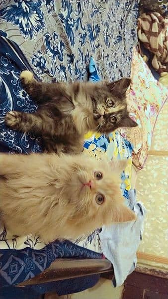 Persian kittens, Persian cat, Russian cat payed adoption (03363614333) 0
