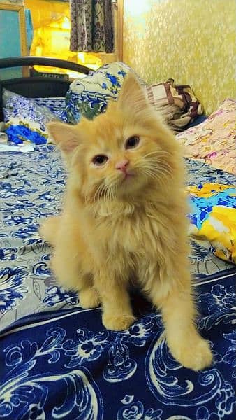 Persian kittens, Persian cat, Russian cat payed adoption (03363614333) 1
