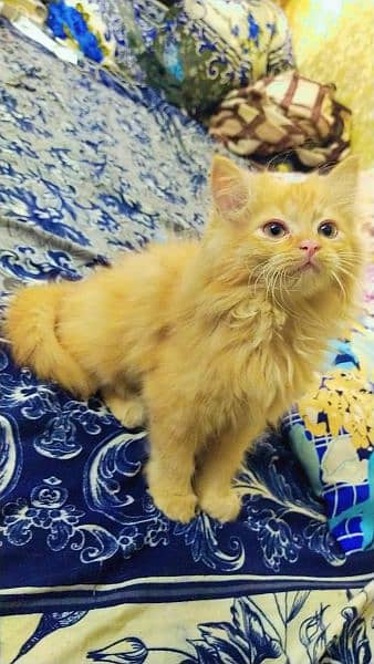 Persian kittens, Persian cat, Russian cat payed adoption (03363614333) 2