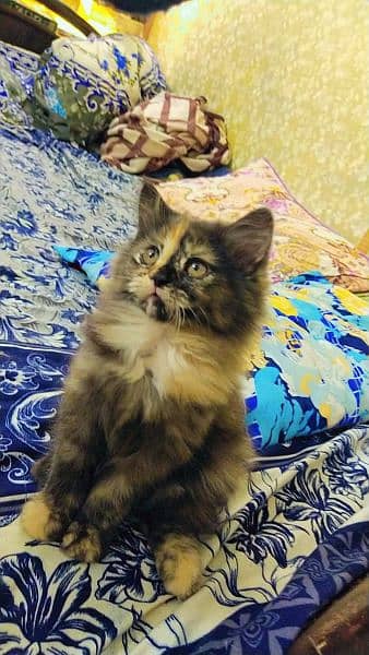 Persian kittens, Persian cat, Russian cat payed adoption (03363614333) 4