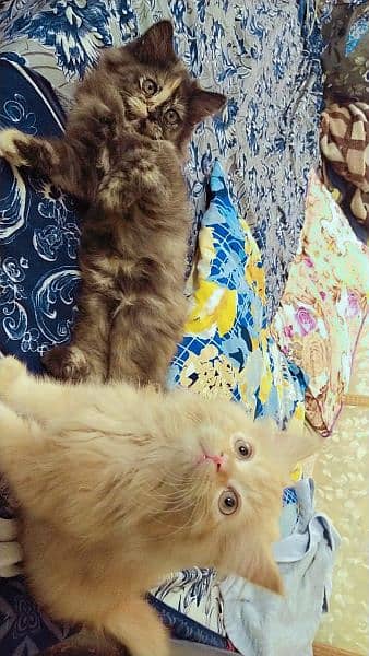 Persian kittens, Persian cat, Russian cat payed adoption (03363614333) 5