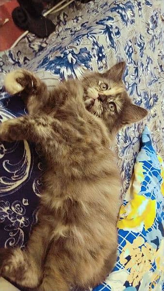 Persian kittens, Persian cat, Russian cat payed adoption (03363614333) 5
