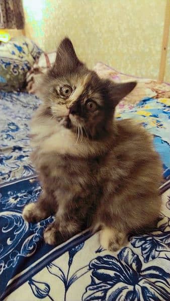 Persian kittens, Persian cat, Russian cat payed adoption (03363614333) 6