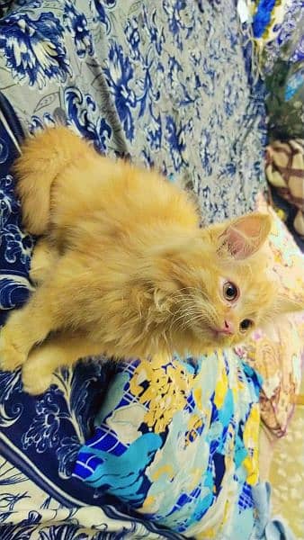 Persian kittens, Persian cat, Russian cat payed adoption (03363614333) 8