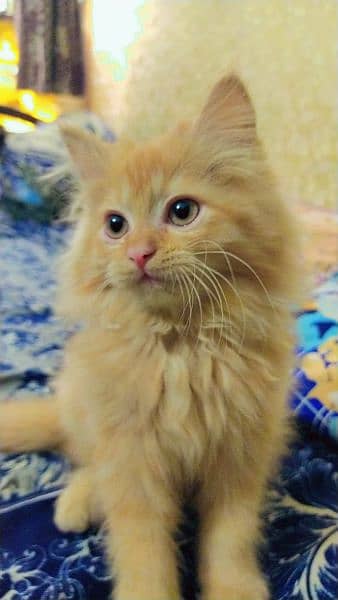 Persian kittens, Persian cat, Russian cat payed adoption (03363614333) 9
