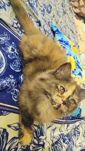 Persian kittens, Persian cat, Russian cat payed adoption (03363614333) 7