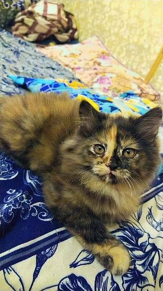 Persian kittens, Persian cat, Russian cat payed adoption (03363614333) 11