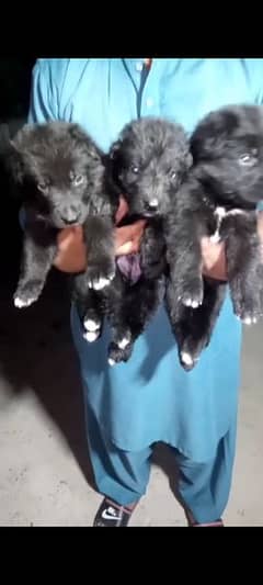 (0334 8101365)Black German shepherd puppies (per piece puppy 75,000 )