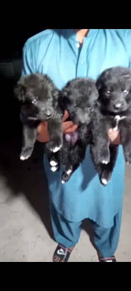 (0334 8101365)Black German shepherd puppies (per piece puppy 75,000 ) 1