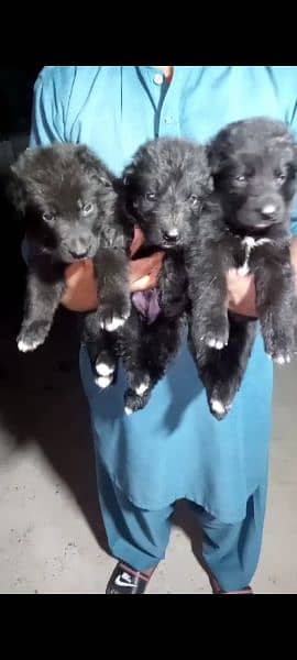 (0334 8101365)Black German shepherd puppies (per piece puppy 75,000 ) 2