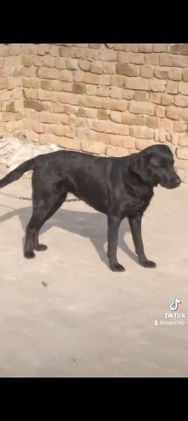 Friendly female (Herry) high Quality lab shiny black exchange possible 2