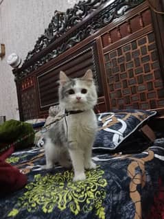 pair of Persian kittens , age: 4.5 month , male and female