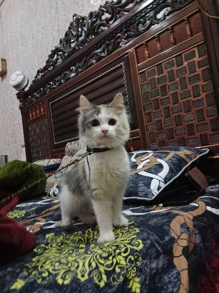 pair of Persian kittens , age: 4.5 month , male and female 0