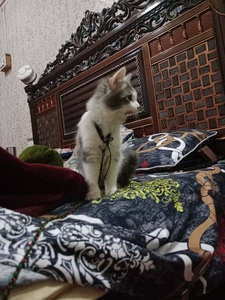 pair of Persian kittens , age: 4.5 month , male and female 1