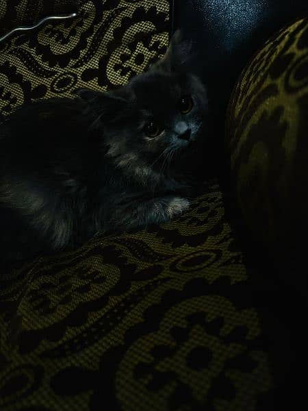 pair of Persian kittens , age: 4.5 month , male and female 4