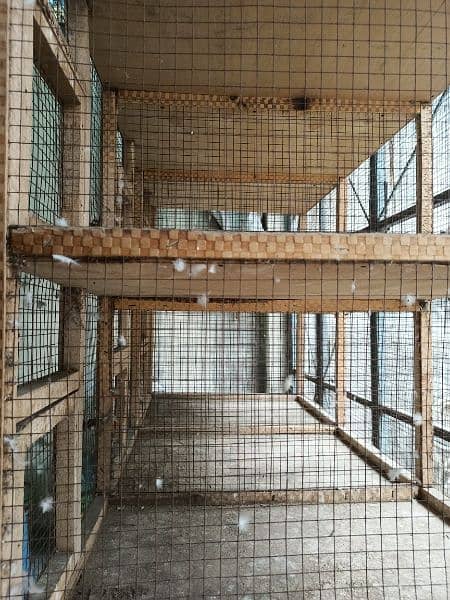 Wooden Cage Pingra 7x4.5 feet for dove, finch, java etc 2