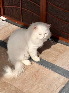 Persian Male Adult Cat