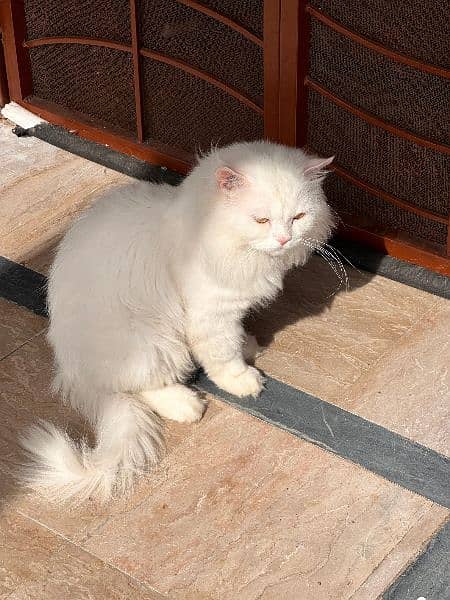 Persian Male Adult Cat 0